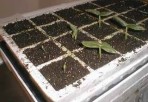 seedlings.jpg